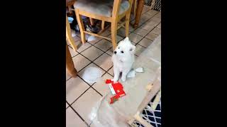 American Eskimo Dog Puppies Videos