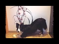 Border Collie - ¿Cómo enseñar al perro a pasar entre las piernas?