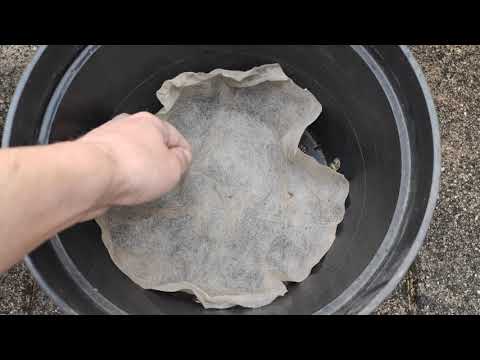 Feigen richtig einpflanzen & umtopfen. 10 l Plastik Töpfe mit Vlies und Drainage Schicht vorbereiten