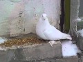 Забавный белый голубь\ Funny white pigeon 