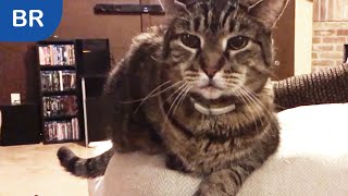 Come Meet Our Furry Friends | The Blogging Rapper
