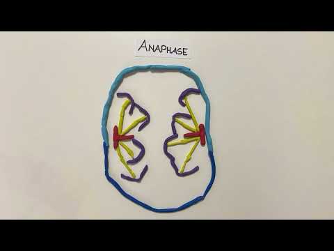 Mitose und Meiose im Vergleich