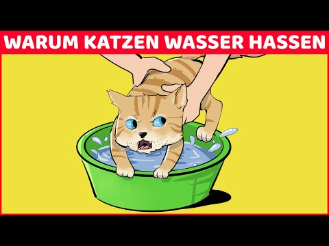 Warum Katzen Wasser Hassen (Und 9 Andere Seltsame Verhalten Erklärt)