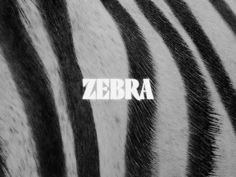 KO KO MO - Zebra (Official Video)