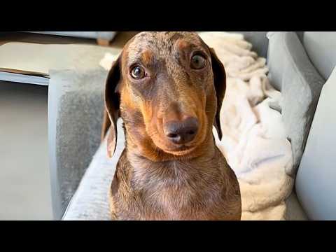 Un error ... podría haber terminado todo para mi perro