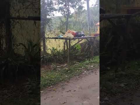 VEJA A SITUAÇÃO DA COLETA DE LIXO NA RUA AVELINO SOARES NO BAIRRO DA BARRA MANSA