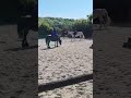 Kuminx Trotteur français