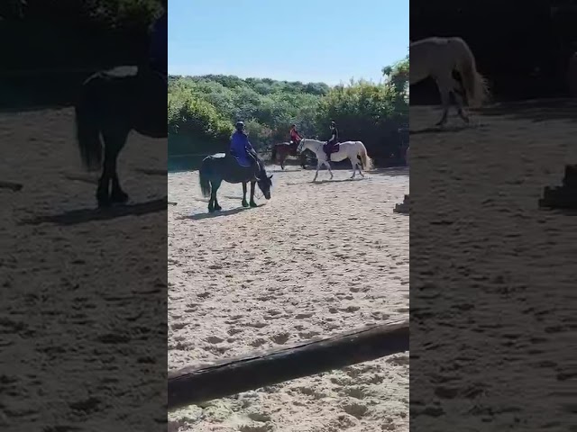 Kuminx Trotteur fran&ccedil;ais