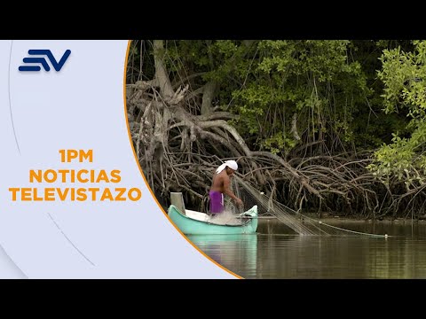 Se busca reforestar 30 hectáreas de manglar en Balao y Naranjal | Televistazo | Ecuavisa