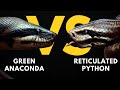 GREEN ANACONDA VS RETICULATED PYTHON