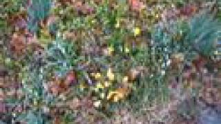 Nicki Jaine: You are my Sunshine