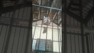 Download lagu kutilang langka burik body kecil mp3