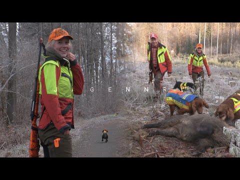 Trailer – Drückjagd mit der Lohmann-Meute – Zwischen Irish Settern und Dackeln – die ersten Minuten