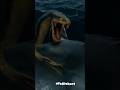 Deep Blue Sea Fight Ajgar And Black Shark OYe Alshort Massive Animal Massiveocean World Largest