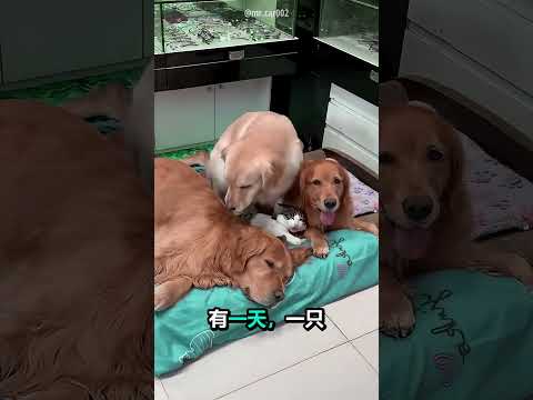 猫有狗朋友