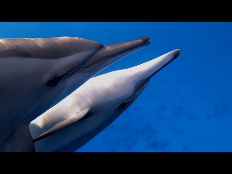 Spinner Dolphins | Marsa Shagra | 06.10.2020