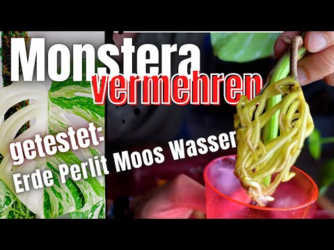 Easy way to propagate rare houseplant - cuttings propagation in water perlite moss ...