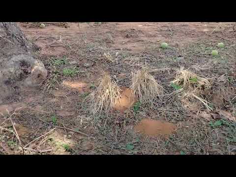 Pequi e mato aqui em campos verde de Goiás 