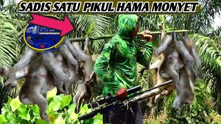 Download lagu Pest control hama kera liar//Berburu kera liar mp3 Download lagu Pest control hama kera liar//Berburu kera liar mp3