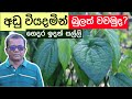 අඩු වියදමෙන් අලුත් විදියට බුලත් වවන්�