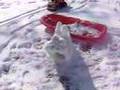 Nick S Snow Creature