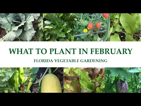 , title : 'What To Plant In Your Florida Vegetable Garden In February - Updated 2023'