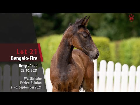 Fohlen-Auktion Lot 21 Bengalo-Fire Hengst v. Bellini Royal - Clay