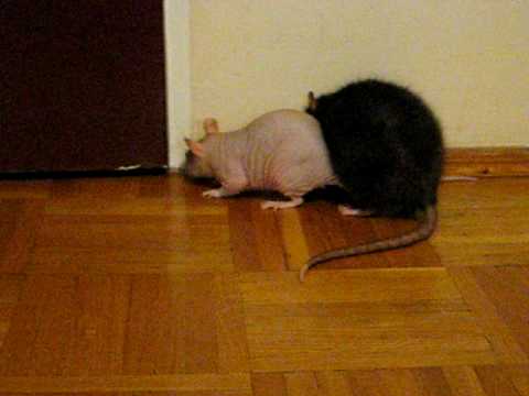 Zachowania szczura - obrona terytorium