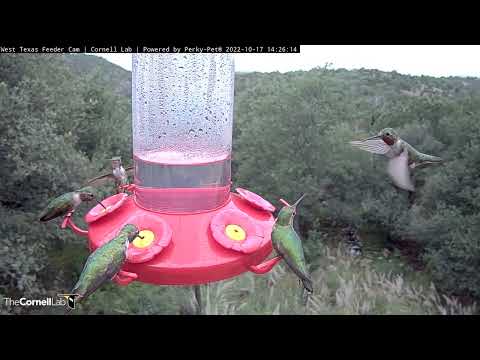 Male Broad-tailed Hummingbirds Take Over West Texas Feeders – Oct. 17, 2022