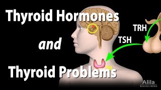 Thyroid Gland, Hormones and Thyroid Problems