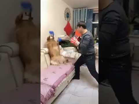 This Boxing Dog Will Make You Smile