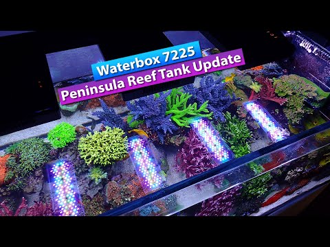 WaterBox 7225 Peninsula Reef Tank Update