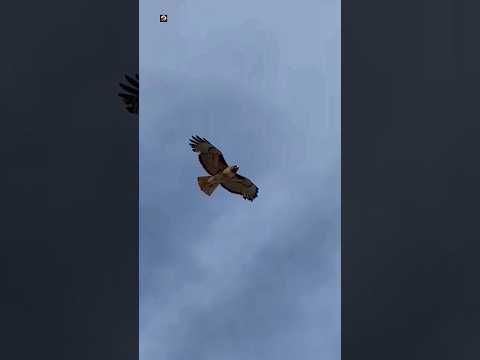 EAGLE - Eagle Sounds 🦅