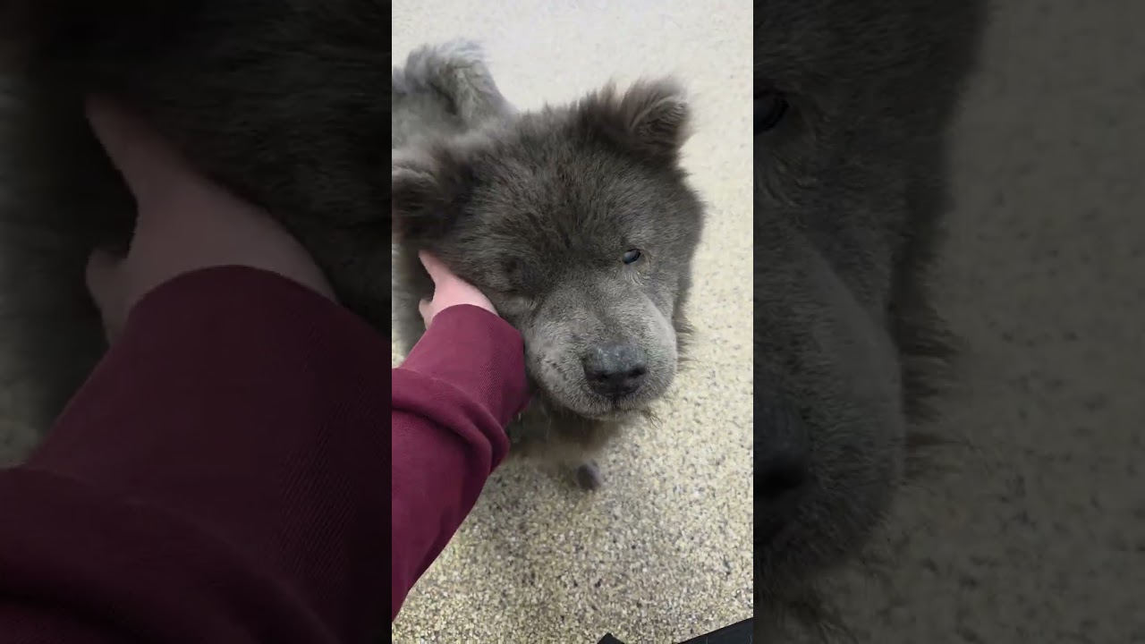 Enlarge Baby, a ADOPTABLE mixed breed in Nashua, NH video 4/6