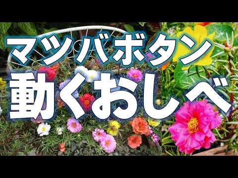 大きな草原ボタン 植物