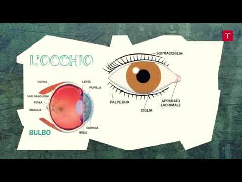 L’occhio e la vista   Il corpo umano  organi di senso   YouTube