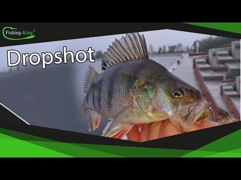 Drop Shot auf Barsch - Die Beste Montage für den Herbst! | Fishing-King.de