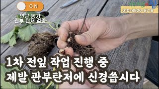 2020년 10월 7일 정식 25일 딸기 1차 전잎작업 그리고 관부탄저병…