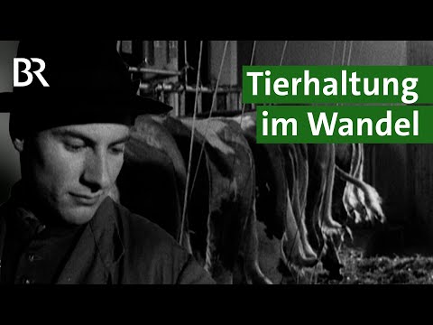 Von der Anbindehaltung zum Laufstall mit Kuh-Komfort: Tierwohl immer wichtiger! | Unser Land | BR
