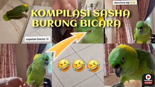 Download lagu Kompilasi Sasha si burung ajaib bisa bicara milik si cantik Jacqueline Wijaya | indo62 mp3
