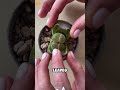 Fascinating Lithops Plant: The Living Stones