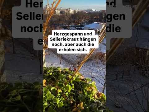 Berlin: -7°C & Sonnenschein – Was Gärtner jetzt tun!