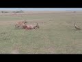 Hyenas Brought Down A Topi In The Maasai Mara