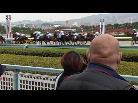 第38回マイルCS(2021年11月21日(日))