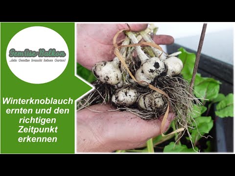 , title : 'Knoblauch ernten und den richtigen Zeitpunkt erkennen: Koblauch-Ernte aus dem Balkon-Hochbeet'