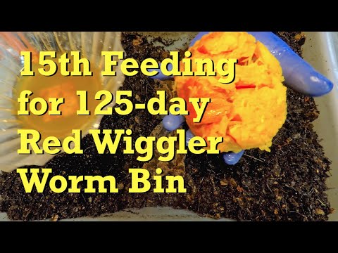 Red wiggler worm bin gets 15th feeding at 125 days of age - vermicompost