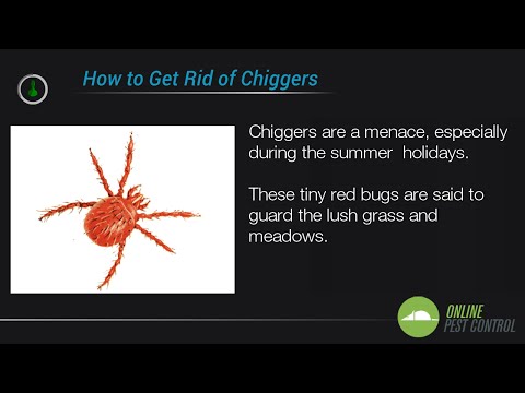 image-Can you spread chiggers by scratching?