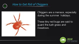 5 Ways to Control the Chigger Population