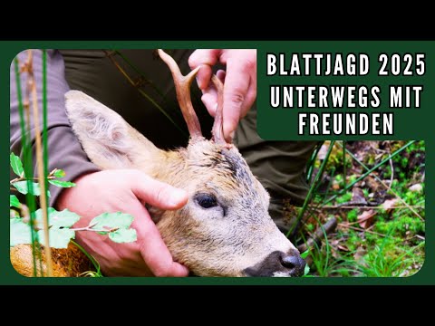 Blattjagd 2025 - Tolle Brunft trotz widriger Bedingungen