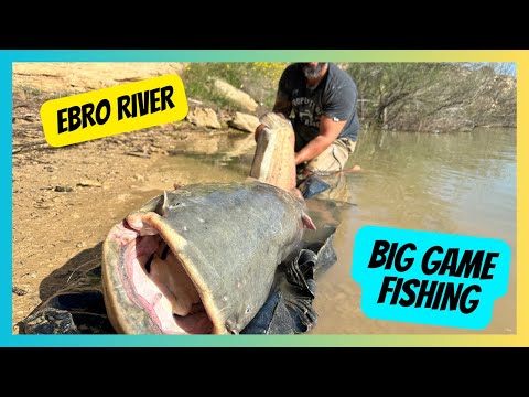 First Time Fishing the Ebro River – HUGE Catfish & Carp Catches!